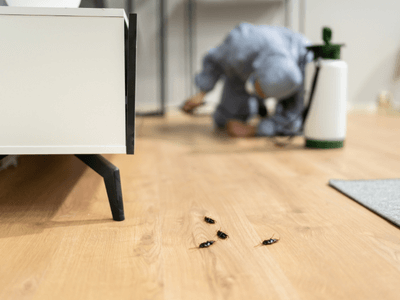 About Roebuck Flea Removal - flea removal experts in Roebuck